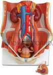 Dual Sex Urinary System Model, 6 part